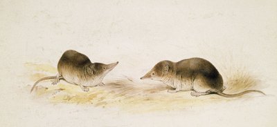 Shrews by Edward Lear